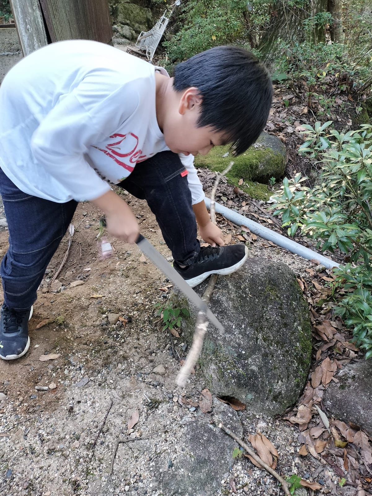 ノコギリで枝を切る
