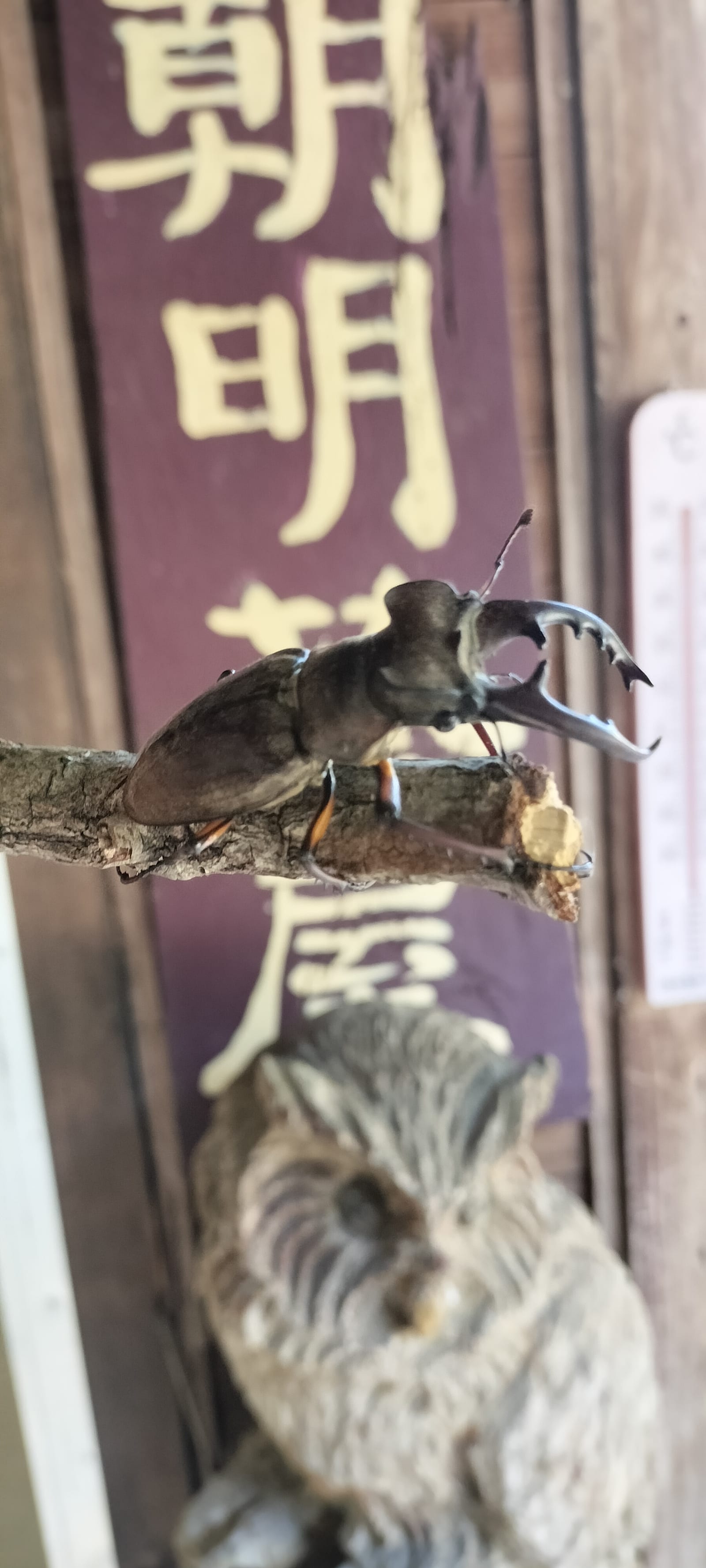出会えたクワガタ