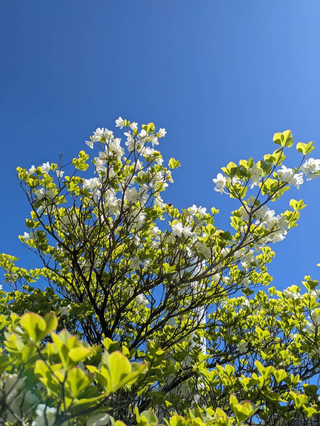 御在所山上公園で案内スタッフをやった。5月の花と、車椅子のお客さんのこと。